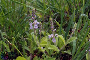 Veronica officinalis (1)